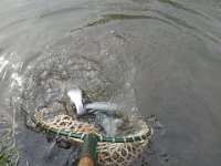 Zarybňování Litavky (14)